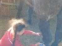 Kuda betina, Horses — foto 4