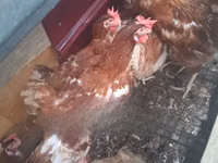 Chickens — акс 2