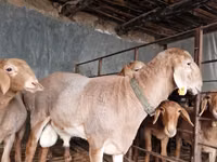 የጎትት አውራ በግ, Arashan sheep — ፎቶ 2
