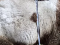 Kozel, Nubian Goat — foto 3