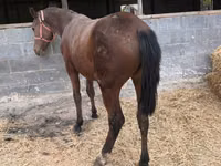 Mare, Thoroughbred horse — photo 3