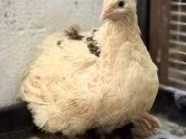 Quails