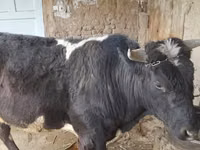 Toro, Bovini — foto 4