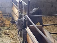 گاو ماده, Swiss cattle — عکس 4