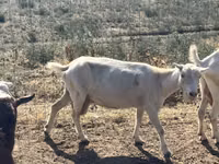 Get, LaMancha goats — foto 6