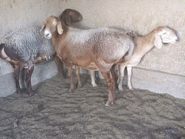 Ram, Arashan sheep