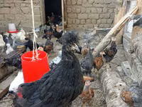 Chickens — photo 2