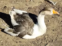 Geese — foto 1