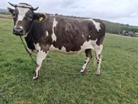 Cow, Cattle — photo 4