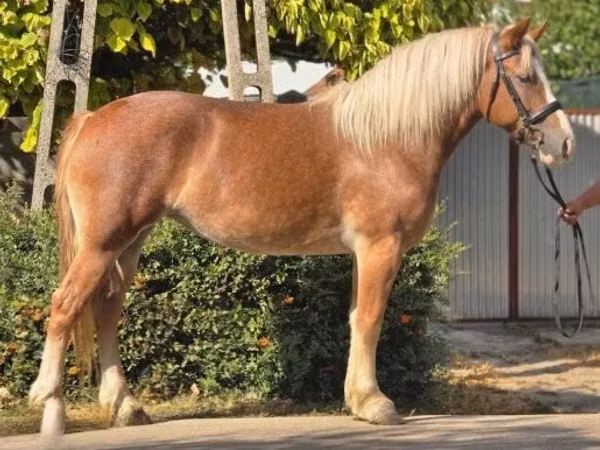 Mare, Horses — Hungary