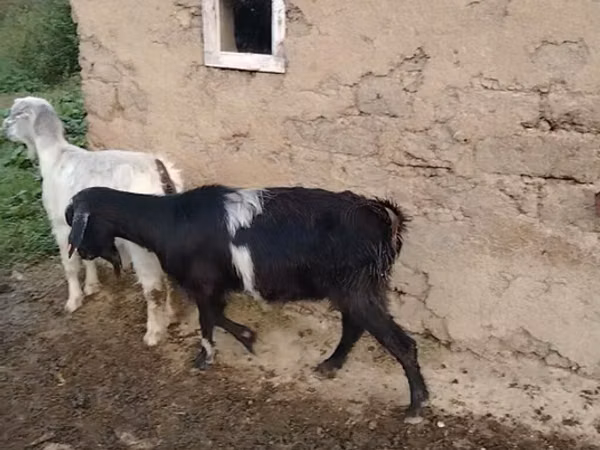 Ziege, Ziegen
