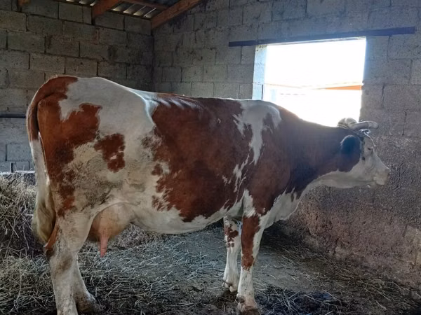 Гов, Simmental cattle — Қирғизистон