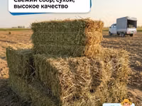 Мош пресс сотамиз — foto 1