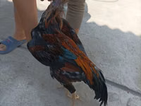Chickens — foto 3