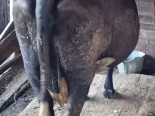 Cow, Cattle — Kazakhstan