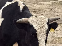 公牛, Holstein breed — 照片 3
