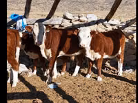 Cattle (batch, sex not specified), Kazakh White-headed cow — photo 2