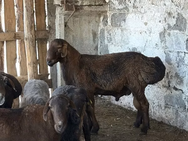 Ram, Hissar sheep