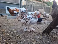 Chickens — foto 2