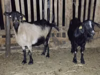 ஆண் வெள்ளாடு, வெள்ளாடுகள் — புகைப்படம் 2