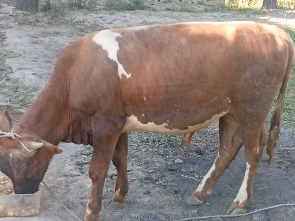 Bull, Cattle