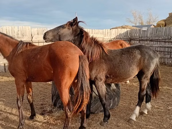 Cal, Horse breed