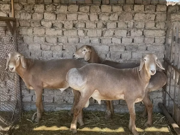 Ram, Sheep — Kyrgyzstan