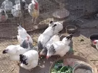 سَسِكس — الصورة 7