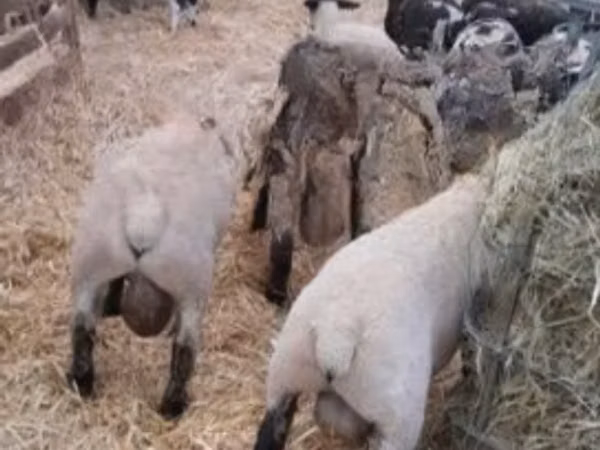 قوچ, White Suffolk sheep