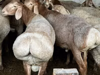 قوچ, Rhon sheep — عکس 1