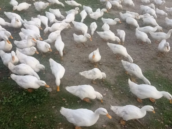 جرمن پکین