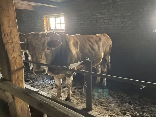 Banteng, Simmental cattle