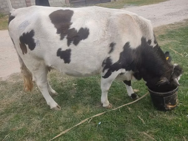 گاو نر, Russian Black pied cattle
