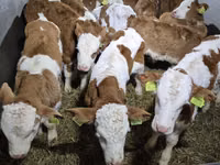 公牛, Simmental cattle — 照片 3