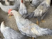 Chickens — புகைப்படம் 1