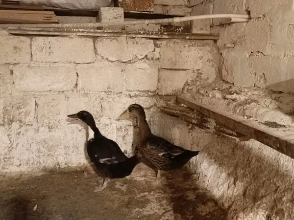 Ducks — Azerbaijan