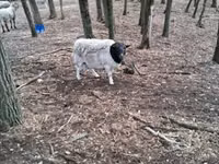 Widder, Dorper sheep — Foto 3