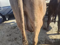 گاو ماده, Russian Black pied cattle — عکس 6