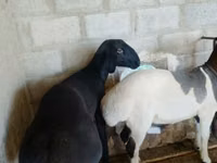Ram, Sheep — photo 2