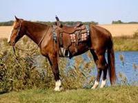 Mare, Rocky Mountain Horse — photo 2
