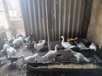 Domestic Muscovy — foto 3
