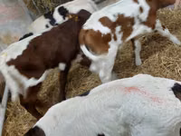 Boğa, Simmental cattle — foto 3