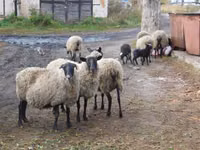 میش, Romanov sheep — عکس 6