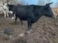 Vache, Bovins — photo 7