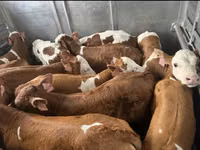 황소, Simmental cattle — 사진 4