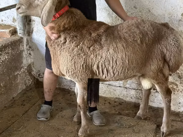 Ram, Arashan sheep — Kyrgyzstan