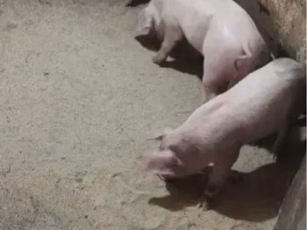 Sow, Pigs — Armenia