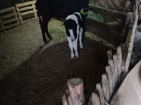 Bull, Cattle — photo 2