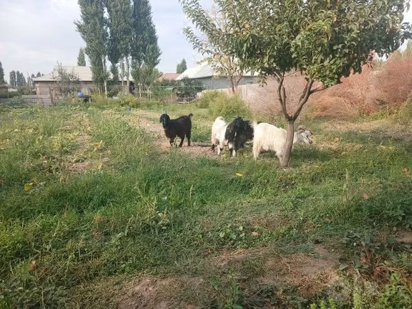 Billy Goat, Goats — Uzbekistan