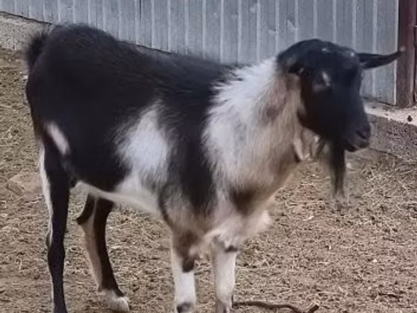 Billy Goat, Goats — Hungary